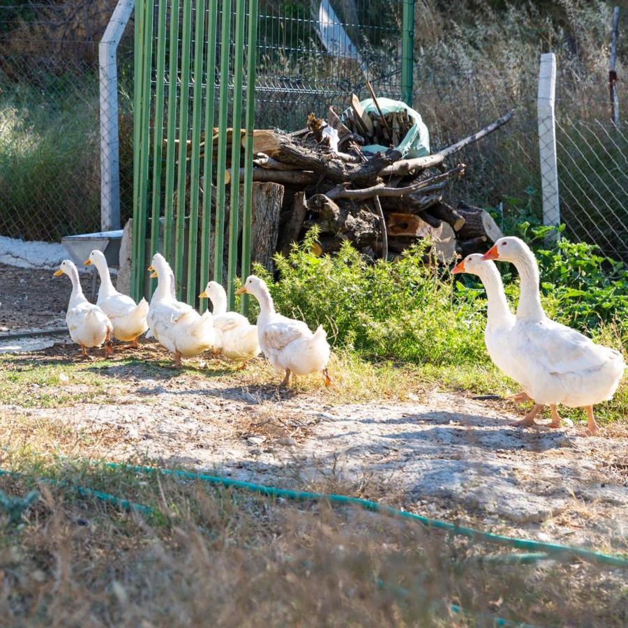 Gaia Kozbeyli Hotel Foça Luaran gambar